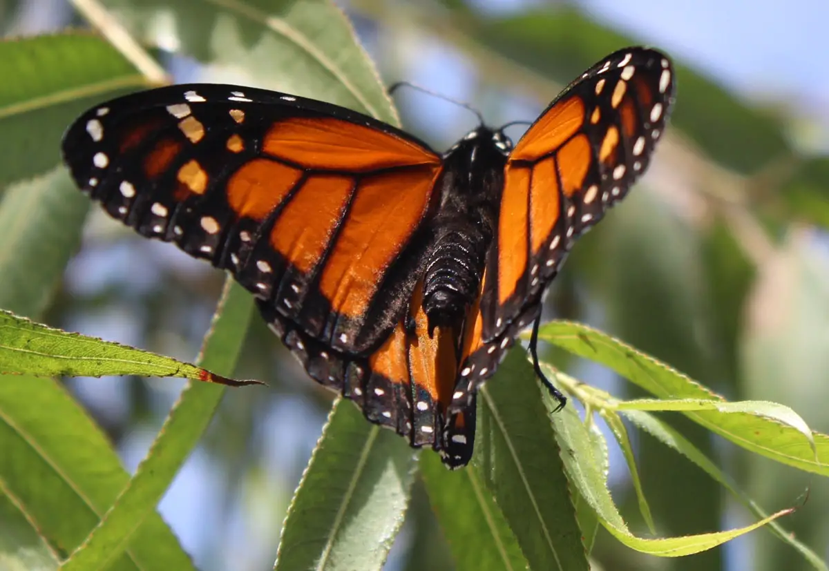  A Monarch butterfly rests on a branch at the Butterfly Farms on July 29 in Encinitas. Photo by Steve Puterski