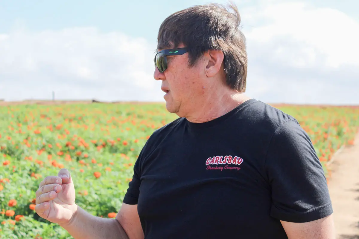 Carlsbad Strawberry Company owner Jimmy Ukegawa is appealing a city decision regarding specific uses and attractions at the Strawberry Fields along Cannon Road. Photo by Steve Puterski