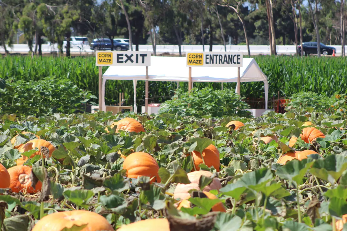 During the fall, the Strawberry Fields in Carlsbad turns to its popular pumpkin patch and corn mazes as attractions for residents and visitors alike. Currently, many of the attractions offered by the Carlsbad Strawberry Company may not be available as the city’s interpretation of codes does not allow for certain uses, although their decision is being appealed to the Planning Commission. Photo by Steve Puterski 