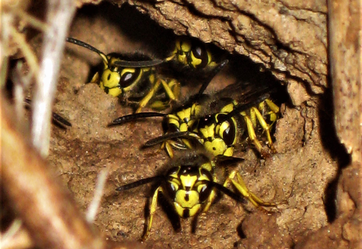 As late summer and early fall approach, food sources for yellowjackets become limited and their tempers worsen. Photo courtesy of the Escondido Creek Conservancy