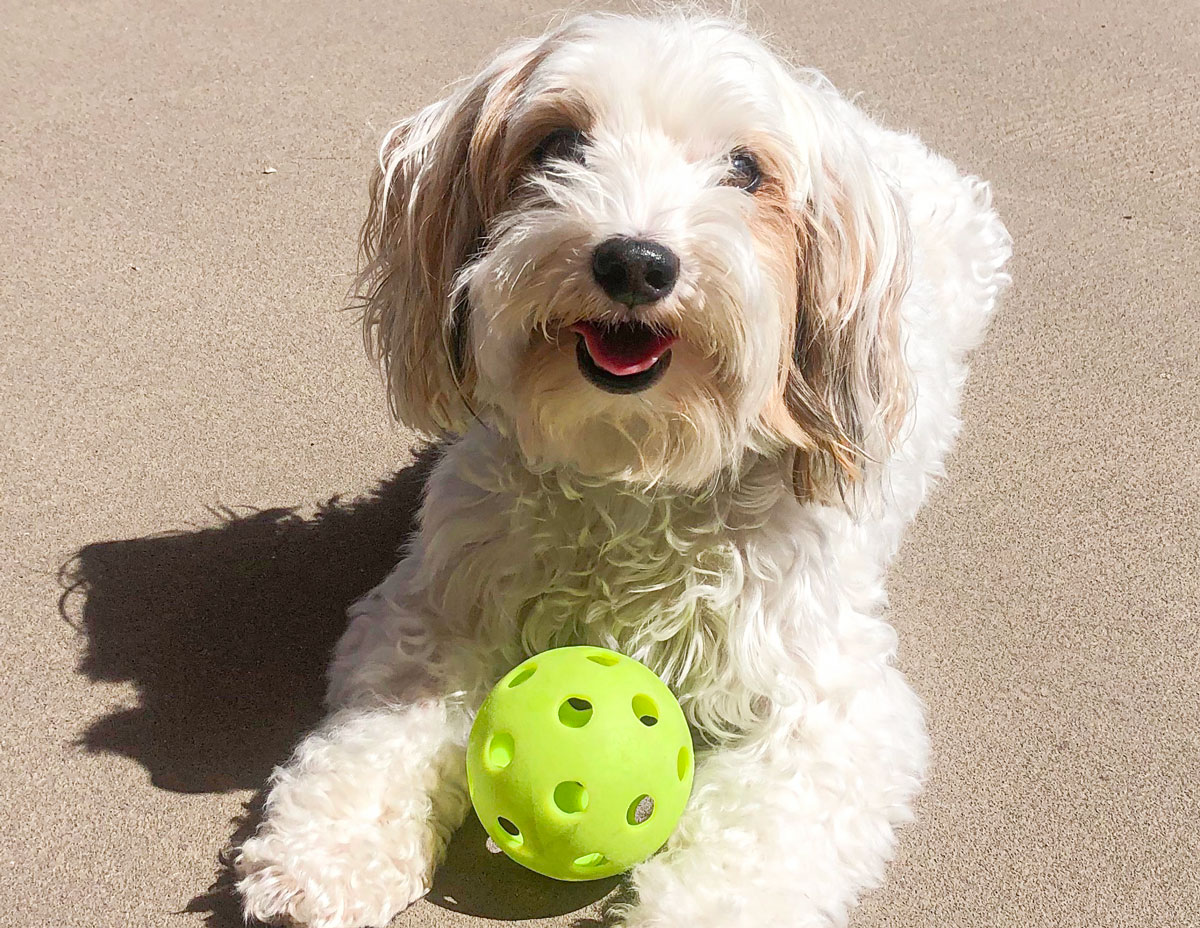 Benny posing with a pickleball on Sept. 14 at Bobby Riggs Racket and Paddle in Encinitas. Photo by Betsy Denhart