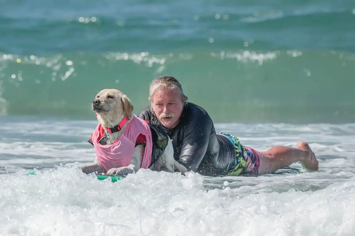 Dogs and owners compete in the 17th annual Surf Dog Surf-A-Thon at Del Mar Dog Beach on Sunday. The event benefits the Helen Woodward Animal Center. Photo courtesy of Erik Good