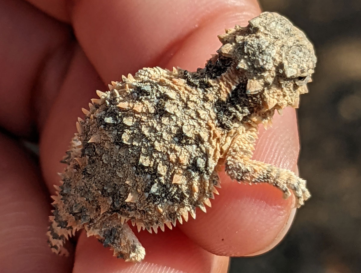 The Blainville Horned Lizard is in danger of habitat loss and reduced food supply. Courtesy photo/ECC
