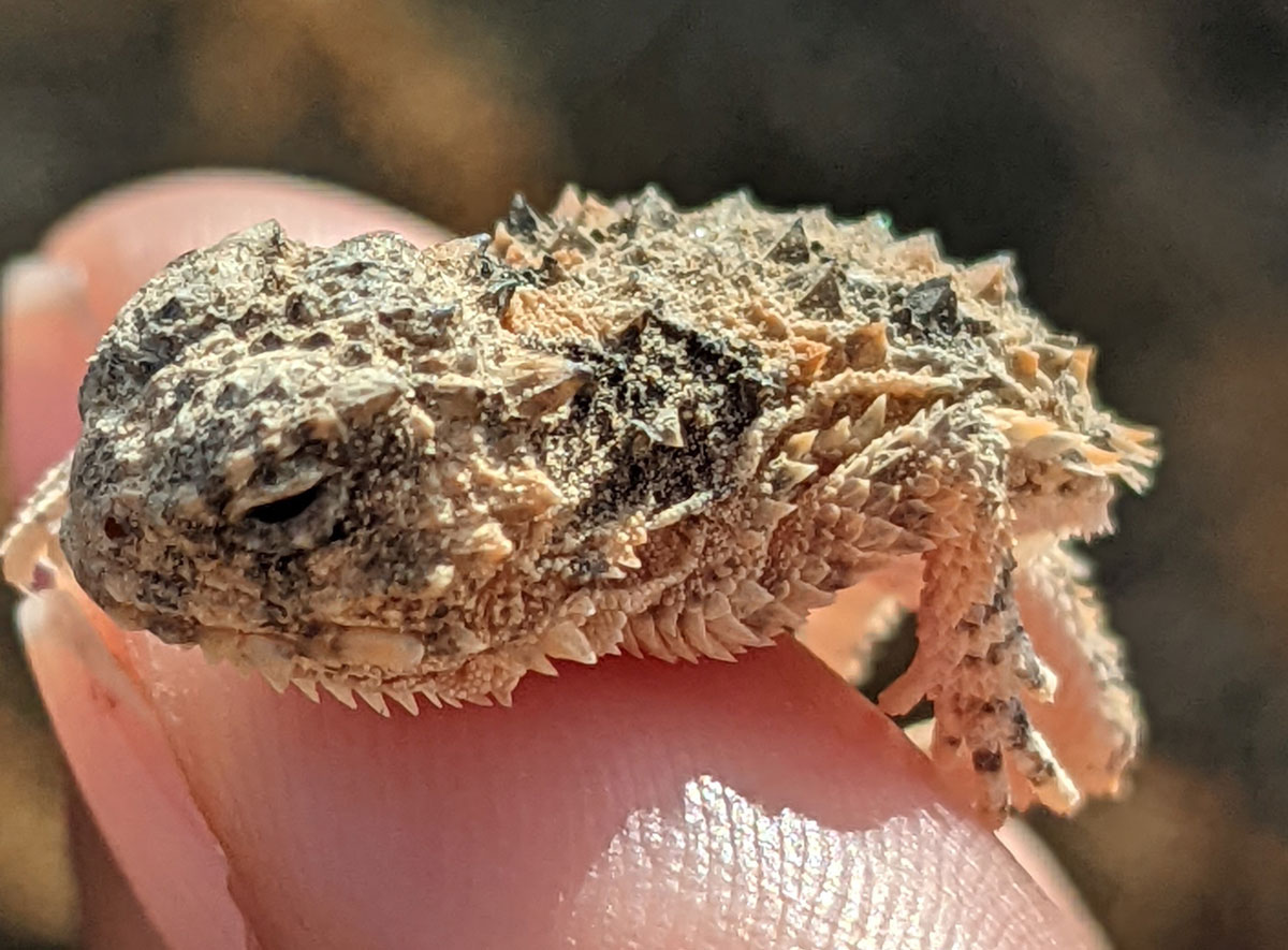 Conservancy Corner Blainvilles Horned Lizard listed as a species of special concern