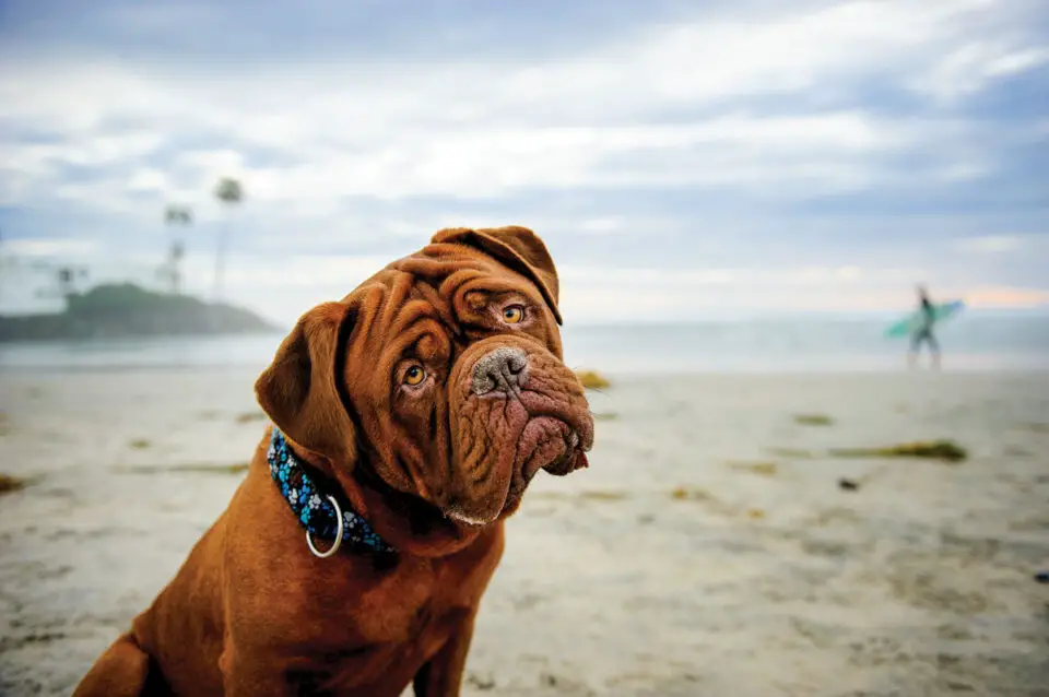 Supporters of a dog beach in Oceanside say it makes sense for residents and could attract more visitors and their pets. Courtesy photo