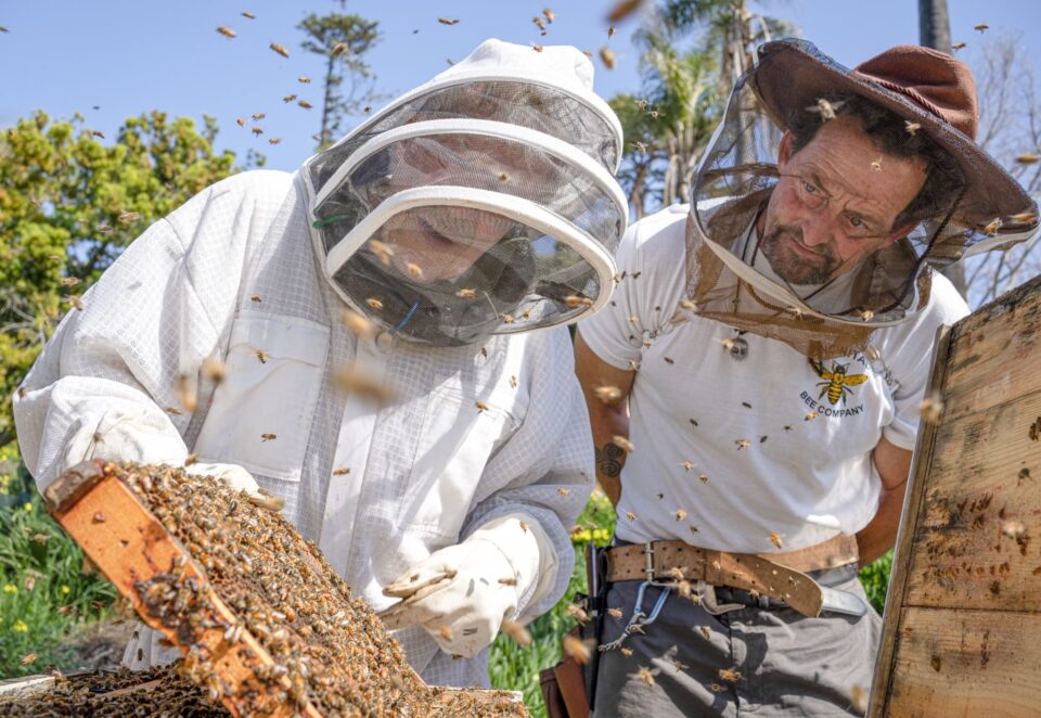 James McDonald, right, owner of Encinitas Bee Company, helps Encinitas resident Wes Leffingwell inspect his frame of bees kept outside his home. Photo by Sean Buffini