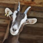 A man was arrested after attempting to steal a goat in San Marcos, the Sheriff's Department said. Stock photo