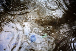 rainfall predicted