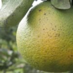 The California Department of Food and Agriculture and U.S. Department of Agriculture have confirmed the presence of a citrus tree disease in the City of San Diego, marking the second detection of Huanglongbing in the county. Courtesy photo