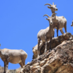 Mojave Desert sheep