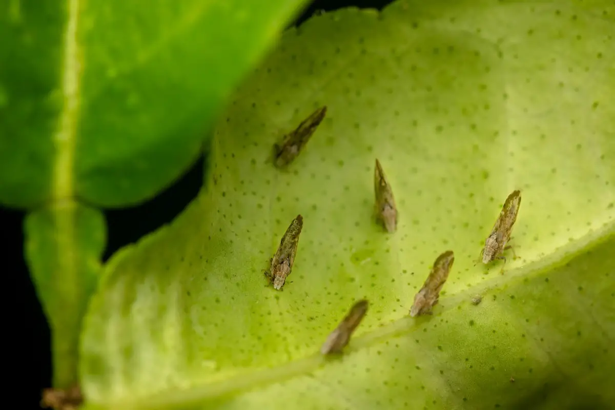 Huanglongbing is spread by the Asian citrus psyllid, pictured above, a tiny insect that may transmit the bacteria from citrus tree to citrus tree as they feed on new growth. Stock photo