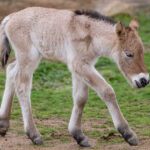The Przewalski's horse was categorized as "Extinct in the Wild" until 1996. Courtesy photo/San Diego Safari Park
