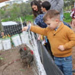A young boy feeds chickens on Sunday at Coastal Roots Farm in Encinitas during a Tu BiShvat festival. Photo by Laura Place