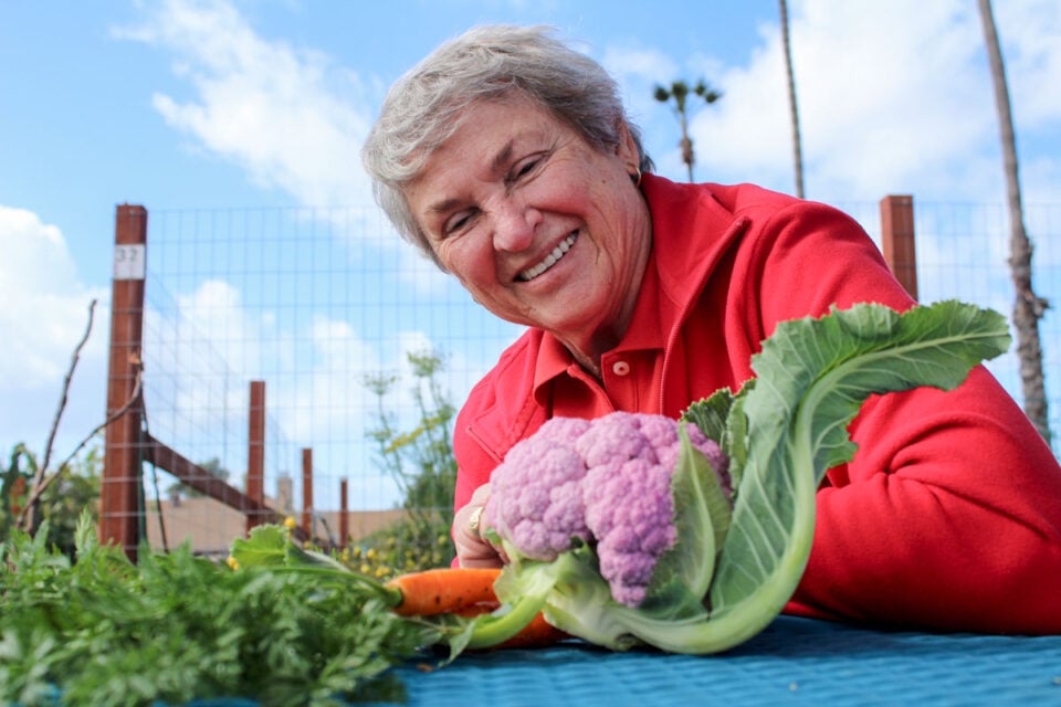 Patrice Smerdu, community liaison at Carlsbad Community Gardens, admires some freshly harvested purple cauliflower and carrots from her plot on Wednesday at Harold E. Smerdu Community Garden. Photo by Jordan P. Ingram