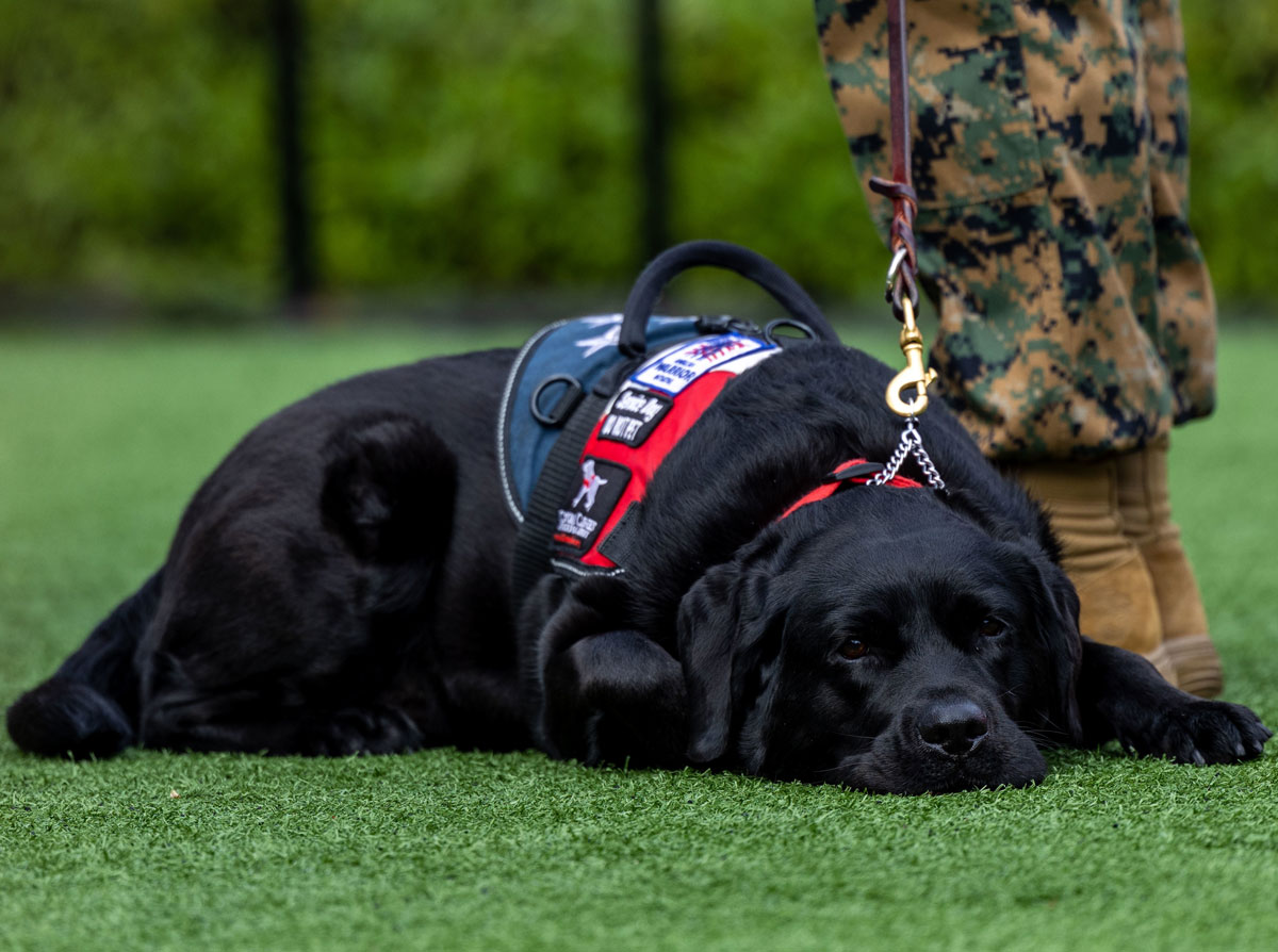 Harvest is a a psychiatric service dog trained to assist people with anxiety disorders, depression or PTSD. Photo by Cpl. Alison Dostie
