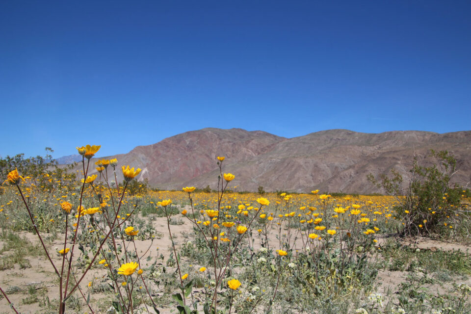 Several San Diego County parks, including Vallecito County Park near Anza Borrego, are closed all summer and will reopen Labor Day weekend. Stock photo