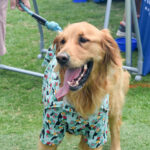 A dog wearing pajamas at the Pupologie Cardiff Dog Days of Summer event on July 16 at Encinitas Community Park. Photo by Kaila Mellos
