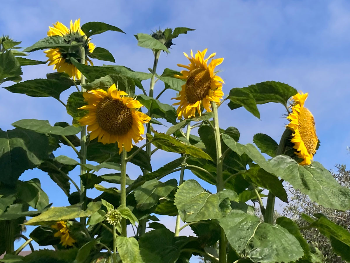 Sunflowers at the Carlsbad Senior Garden. Photo by Jano Nightingale