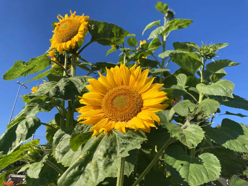 Sunflowers, standing 7-feet tall, turn their heads to the sun at the end of the day at the Carlsbad Senior Garden. Photo by Jano Nightingale