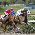 After shutting down Golden Gate Fields, the Stronach Group is working with racetracks, owners, trainers and state officials to develop a plan to relocate horses and employees to Southern California.