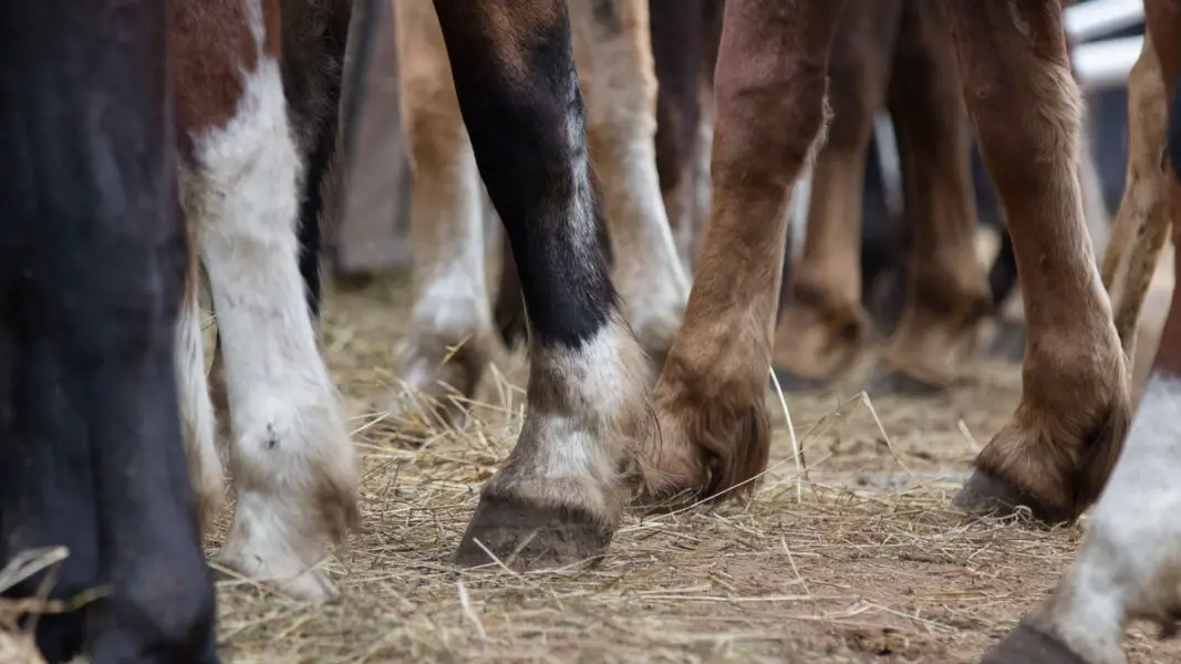 Los Angeles Allegiance for Animals is suing San Diego County Animal Services over public records related to alleged mistreatment of horses in Rancho Santa Fe. Stock photo