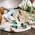 The San Diego Humane Society treats a young coyote with a broken leg before releasing him back into the wild. Photo courtesy of the San Diego Humane Society.