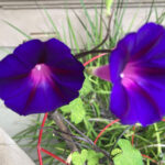 Grandpa Ott’s morning glory from Seed Savers Exchange made a surprise visit to my garden. Photos Jano Nightingale