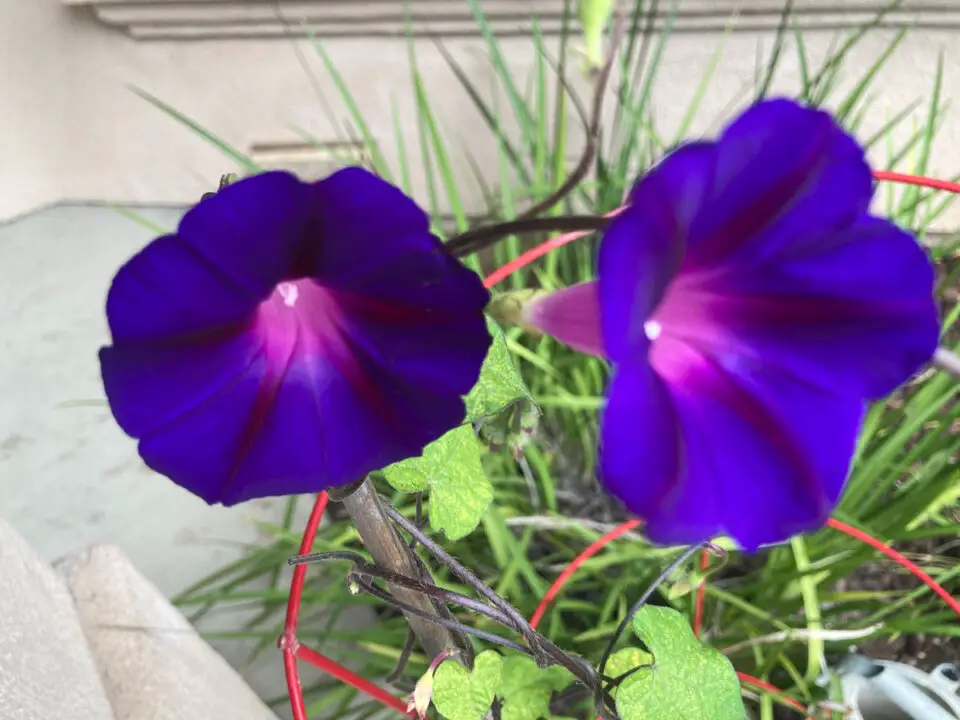 Grandpa Ott’s morning glory from Seed Savers Exchange made a surprise visit to my garden. Photos Jano Nightingale