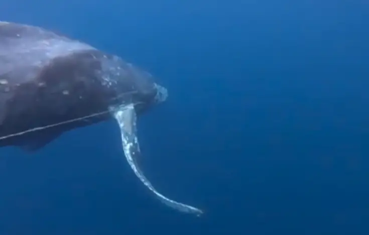 A video depicts rescuers attempting to untangle a humpback whale off the coast of Oceanside earlier this month. Screenshot
