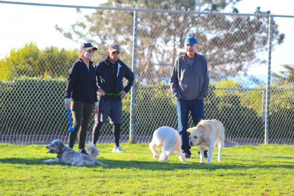 Dog owners take advantage of the off-leash hours at the Shore Park sports field in Del Mar in 2024. Photo by Leo Place
