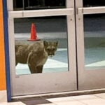 A mountain lion walks up to the Regal Theatres doors late one night in Oceanside. Photo courtesy of Leah Viveiros/Facebook