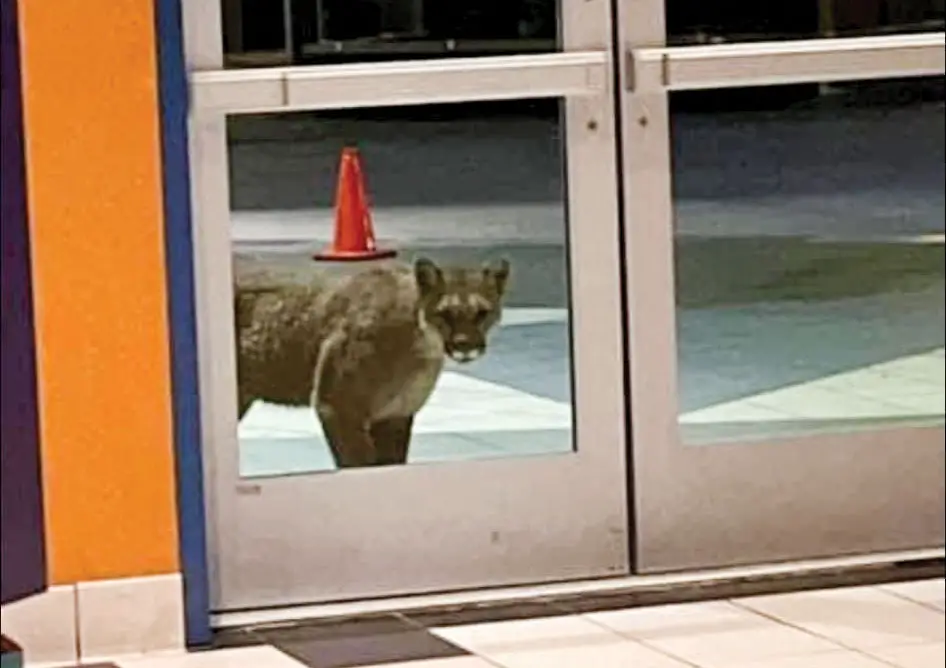 A mountain lion walks up to the Regal Theatres doors late one night in Oceanside. Photo courtesy of Leah Viveiros/Facebook