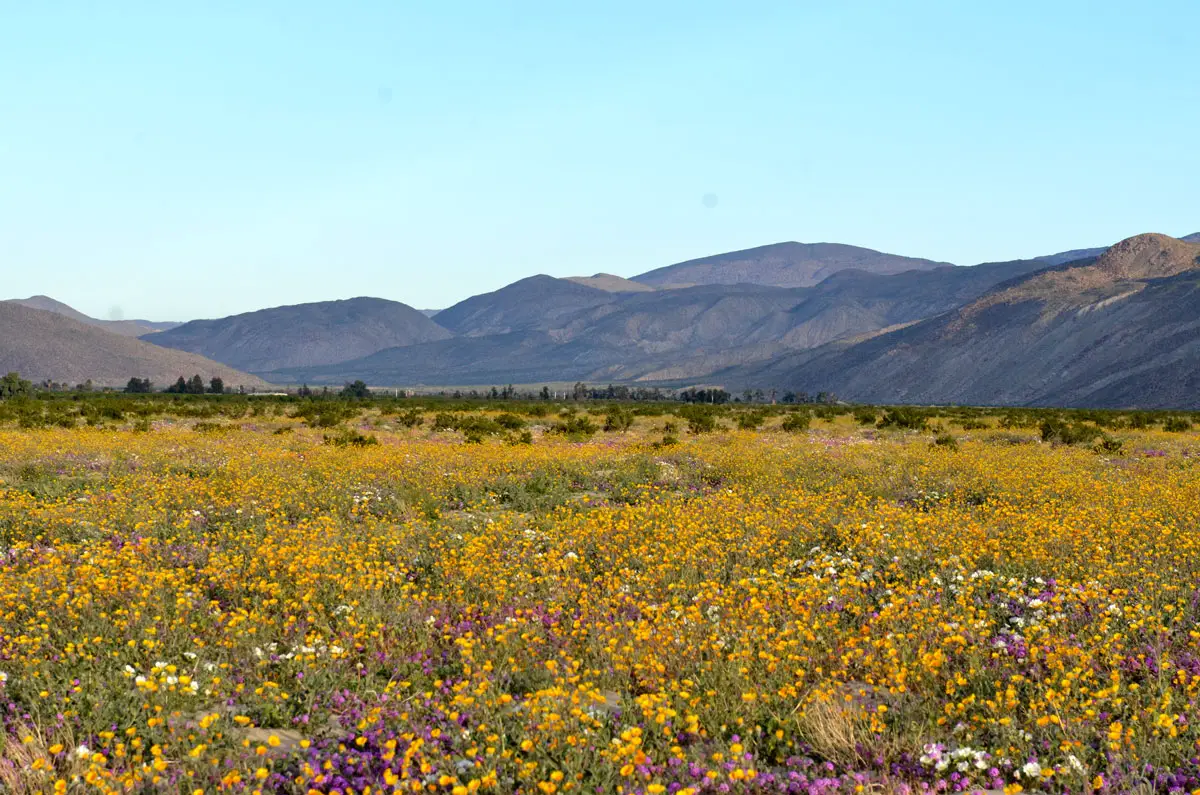 Blooming wildflowers on March 5 at Anza-Borrego Desert State Park. Photo by Alex Miller