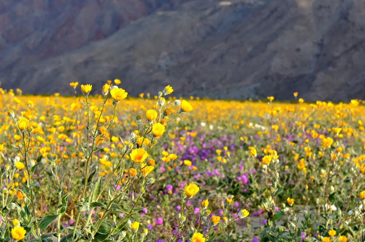 Wildflowers start to bloom on March 5 at Anza-Borrego Desert State Park. Photo by Alex Miller