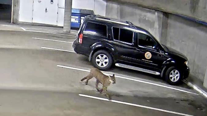 A mountain lion is caught on camera walking through the Oceanside Civic Center parking garage late one night last week. Photo courtesy of the city of Oceanside