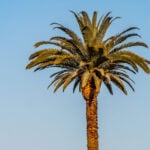The iconic Canary Island date palm at Moonlight Beach in Encinitas. File photo