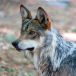 Three Mexican gray wolves were transferred from the California Wolf Center to the Brookfield Zoo in Chicago in early April. Courtesy photo