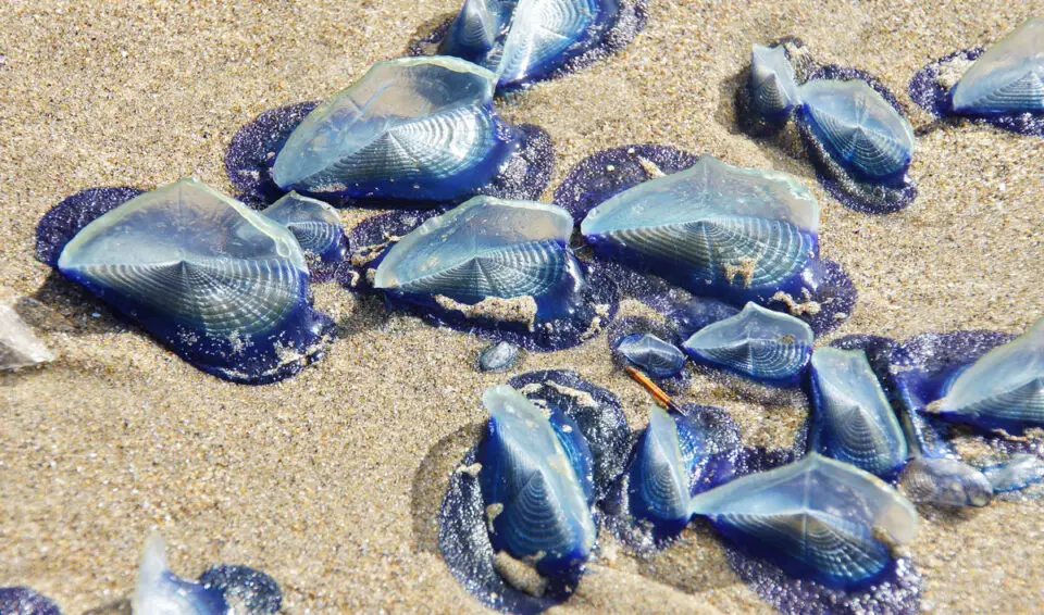 Piles of velella velella are washing ashore on North County San Diego's beaches. Courtesy photo