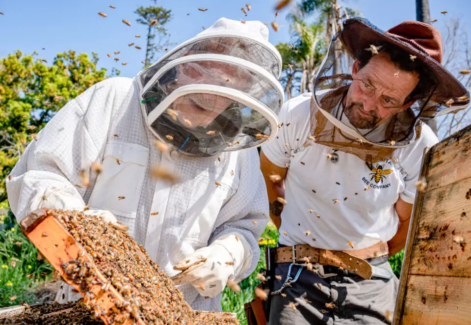 James McDonald, right, owner of Encinitas Bee Company, helps another resident inspect his frame of bees. McDonald died on May 13. File photo/The Coast News