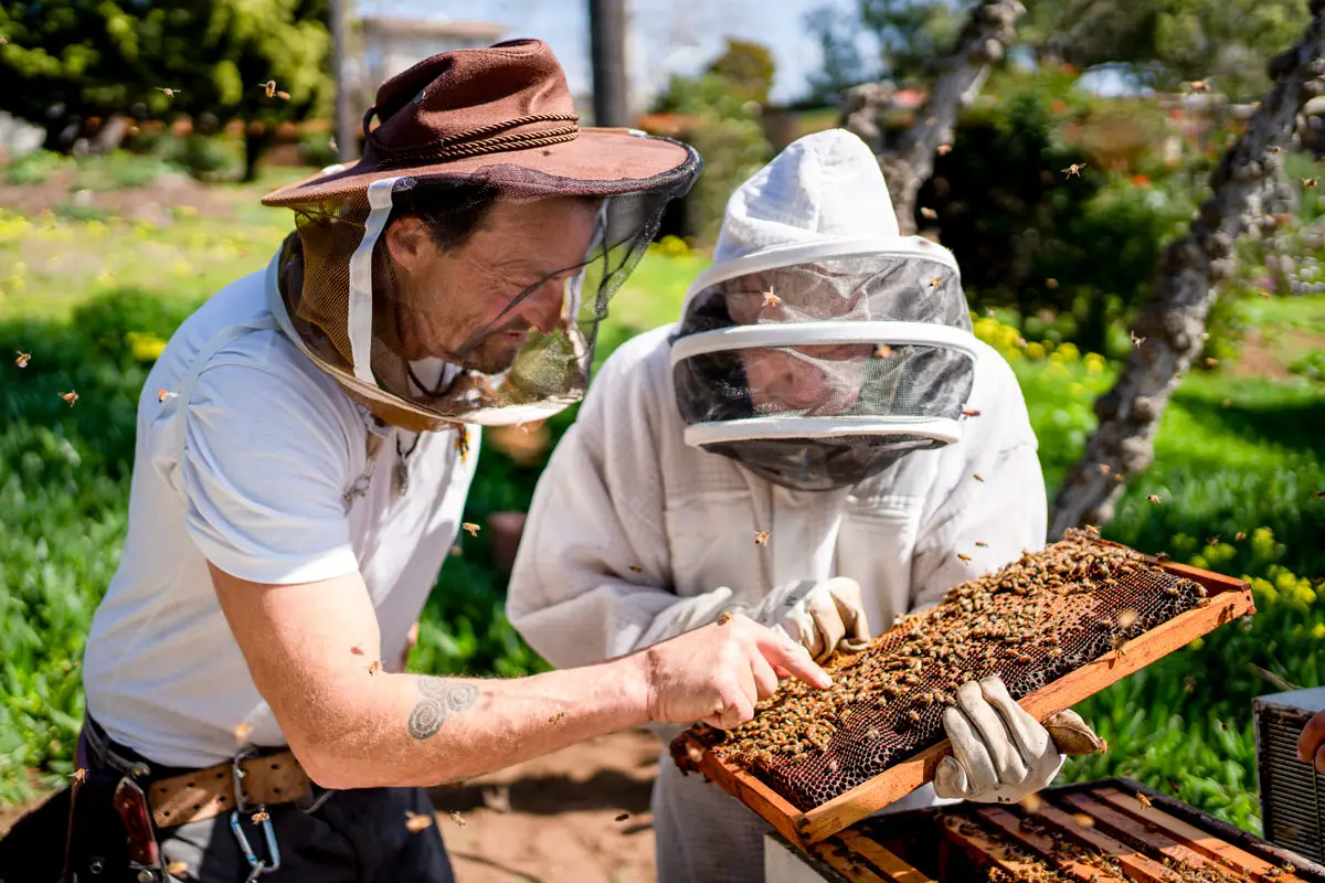 James McDonald, right, owner of Encinitas Bee Company, helps Encinitas resident Wes Leffingwell inspect his frame of bees kept outside his home. File photo/The Coast News/Sean Buffini
