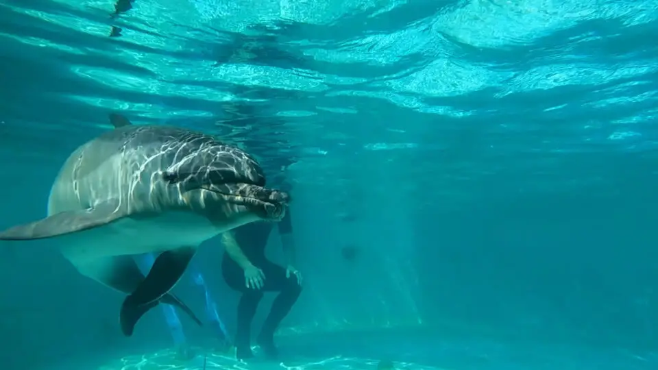 SeaWorld staff monitors a young dolphin who was rescued after being found stranded on a Cardiff beach with severe injuries. Courtesy photo/SeaWorld