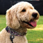 Thousands attended this year's Cardiff Dog Days of Summer event on July 21 at Encinitas Community Park. Courtesy photo/Cardiff 101