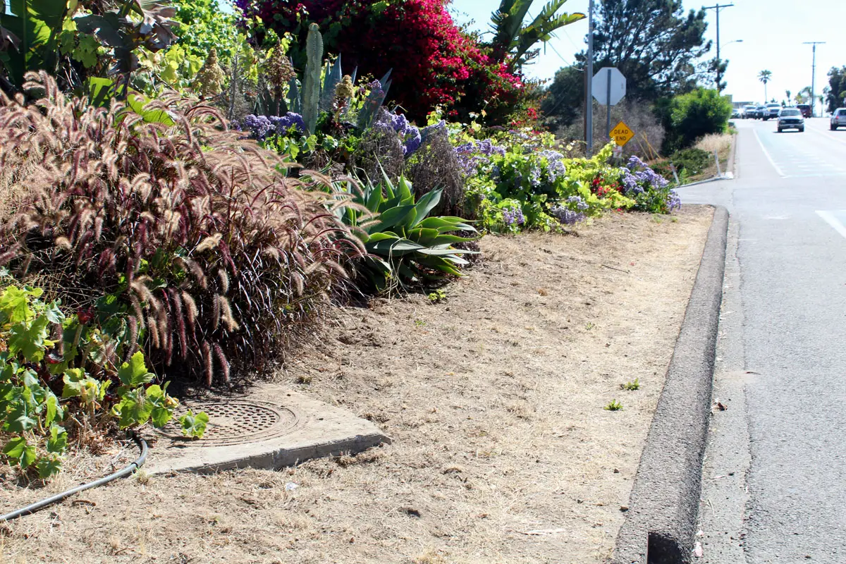 Residents concerned about pedestrian safety spent three weekends clearing brush to form a dirt footpath alongside La Costa Avenue. Photo by Fiona Bork