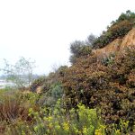 The open space area known as Surfer's Point is adjacent to Ponto State Beach and Batiquitos Lagoon. Photo by Jordan P. Ingram