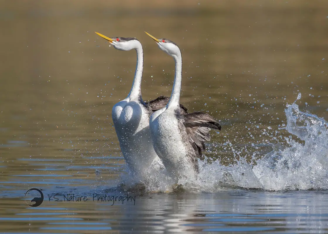 Nature photographer Krisztina Scheeff specializes in photographing grebes, a unique bird that walks on water and frequents Lake Hodges. Photo by Krisztina Scheeff