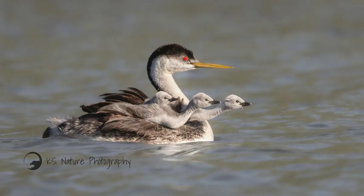 Nature photographer Krisztina Scheeff specializes in photographing grebes, a unique bird that walks on water and frequents Lake Hodges. Photo by Krisztina Scheeff