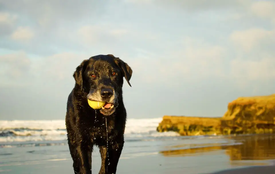 According to Rover.com, the most popular dog name in the United States is Charlie. Courtesy photo