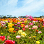 The Flower Fields at Carlsbad Ranch will open on March 1. Courtesy photo