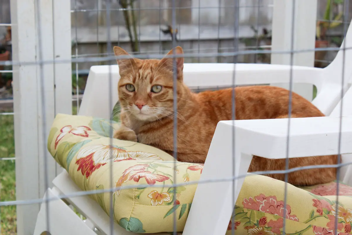 Formerly an outside cat before he was adopted, Noah loves to spend much of his freetime in his custom-built “catio” in the Kastner’s backyard in Encinitas. Photo by Samantha Nelson