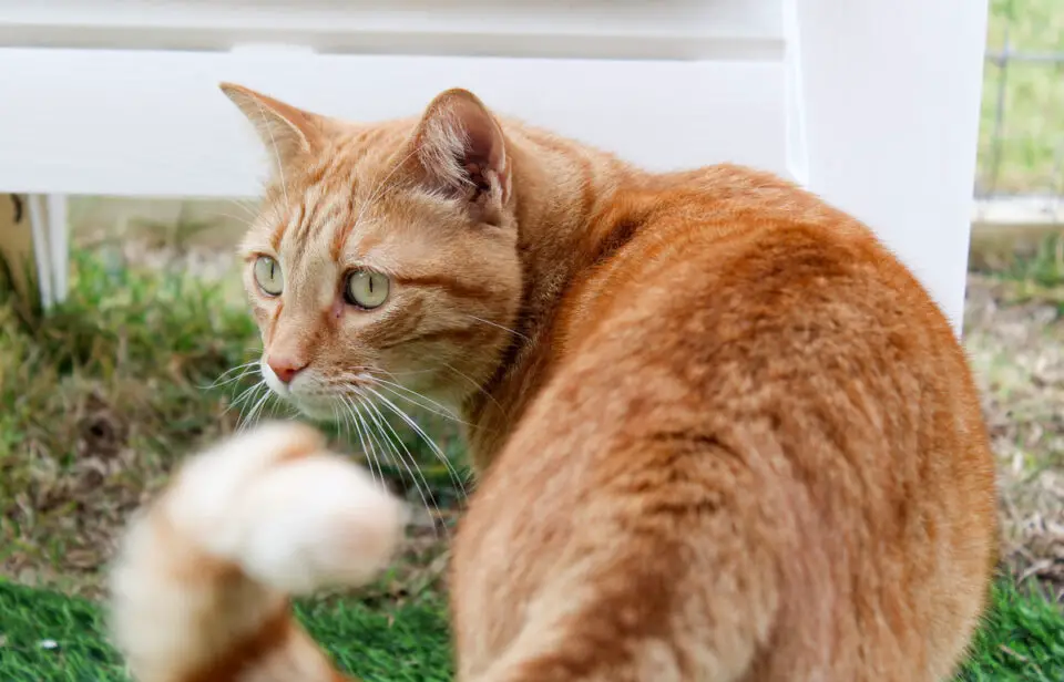Noah, an orange tabby rescue cat, was adopted from the Rancho Coastal Humane Society in Encinitas. Photo by Samantha Nelson